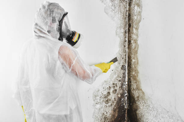 Best Attic Mold Removal  in Bermuda Run, NC