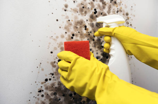 Best Mold Testing  in Bermuda Run, NC