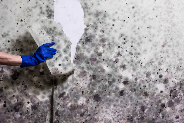 Best Mold Removal Company Near Me  in Bermuda Run, NC