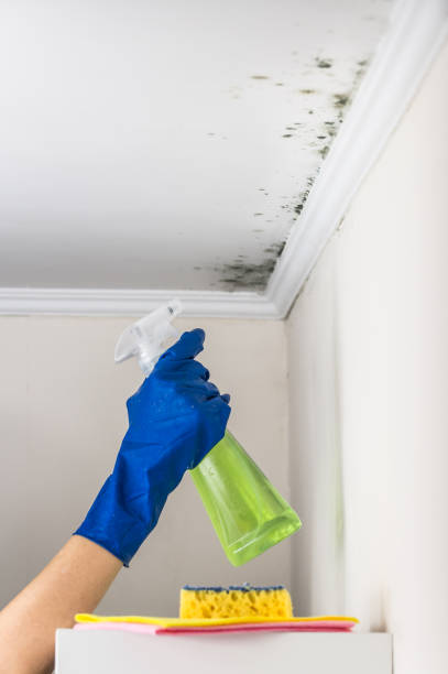 Best Toxic Mold Removal  in Bermuda Run, NC