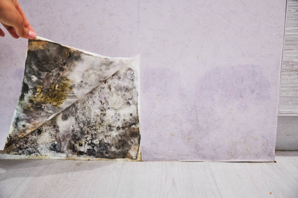 Best Emergency Mold Removal  in Bermuda Run, NC